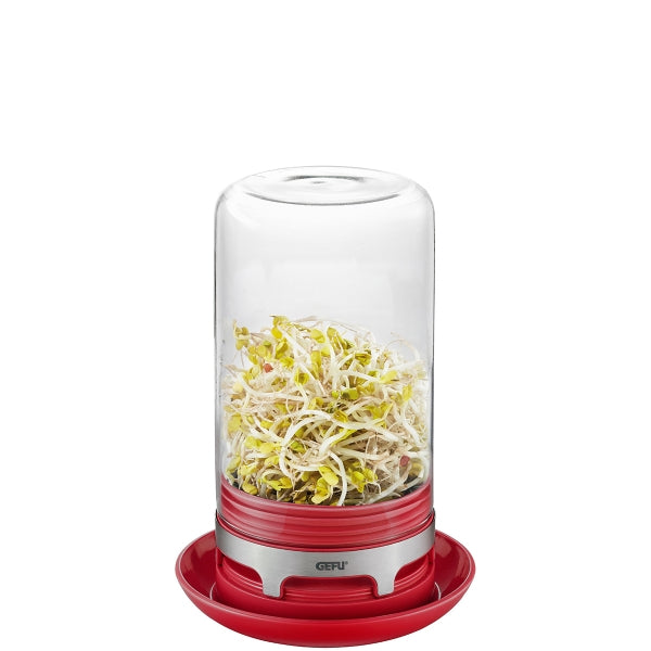 Sprouting Jar