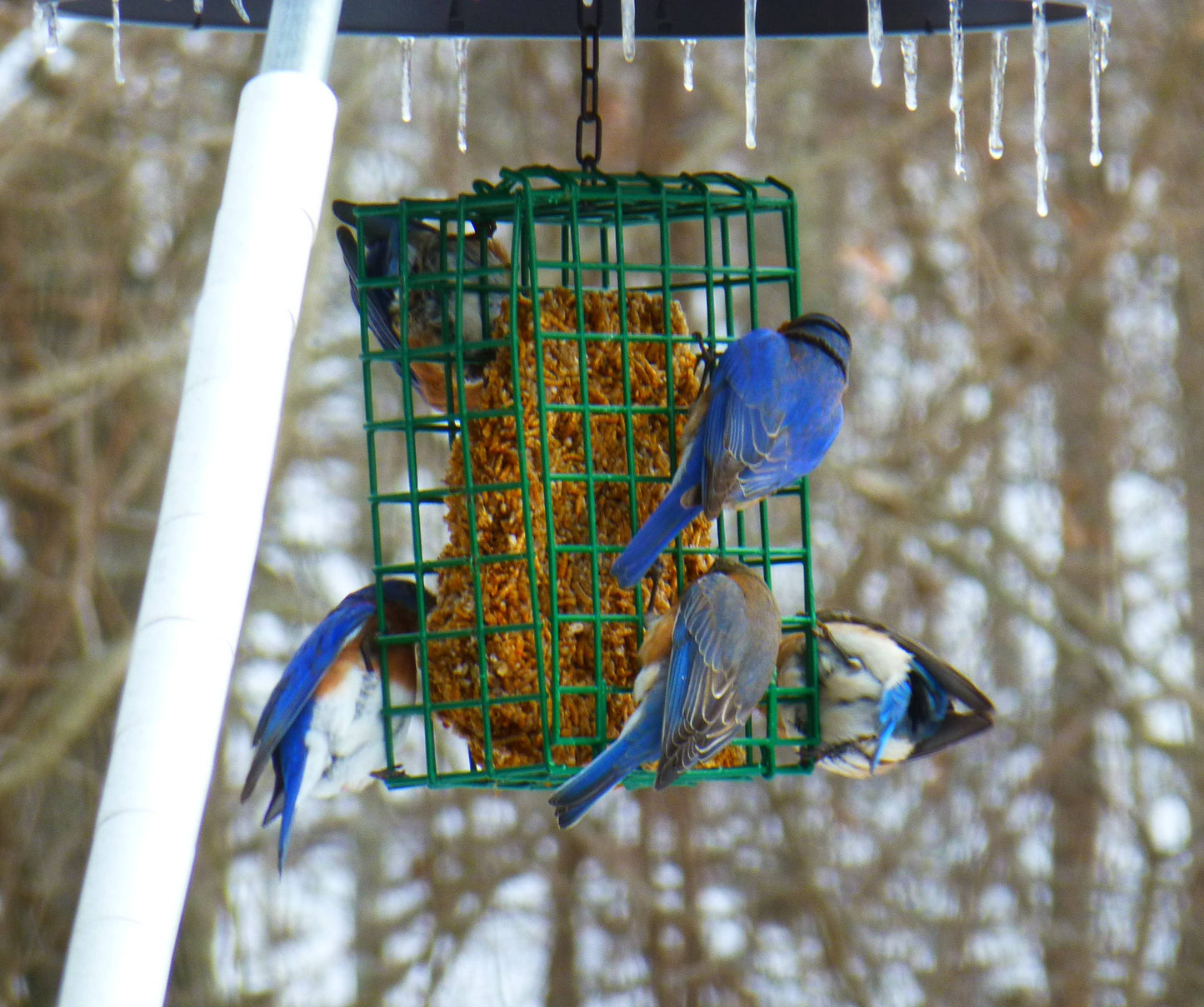 Nut Cake Bird Feeder for Variety Birds
