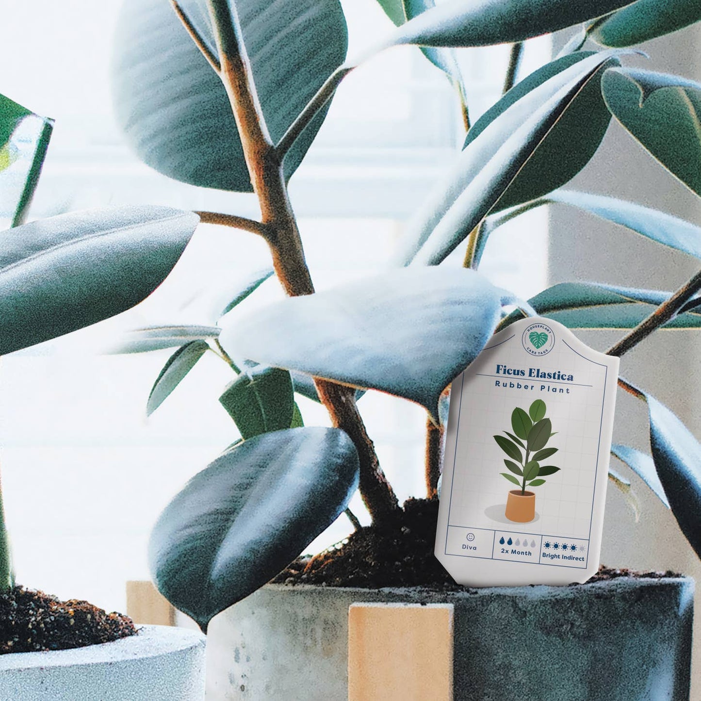 Houseplant Care Tags