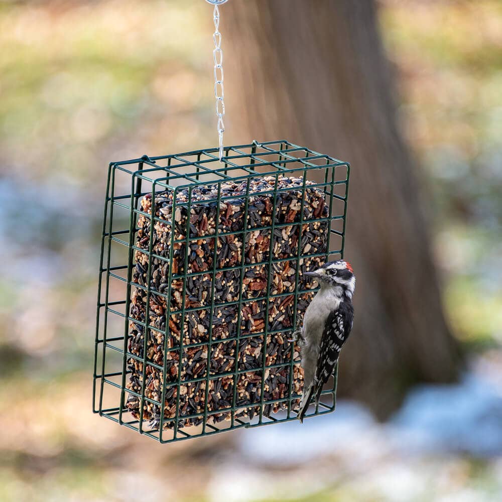Nut Cake Bird Feeder for Variety Birds